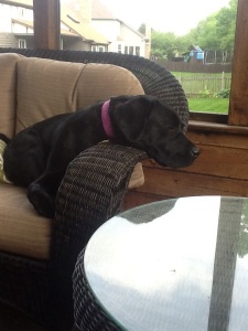 At least Olive enjoys the new porch furniture.